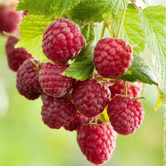 Raspberry Leaves
