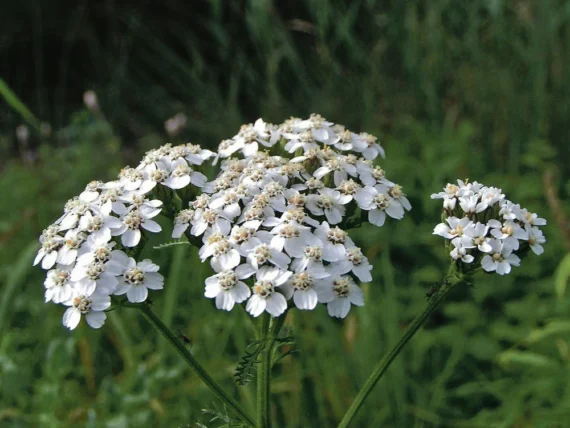 Yarrow