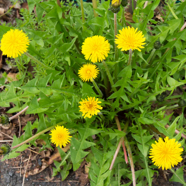 DandelionVertdeMontmagnySingleSeedPacket2_grande