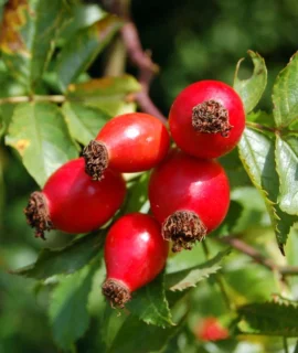 Rose Hip