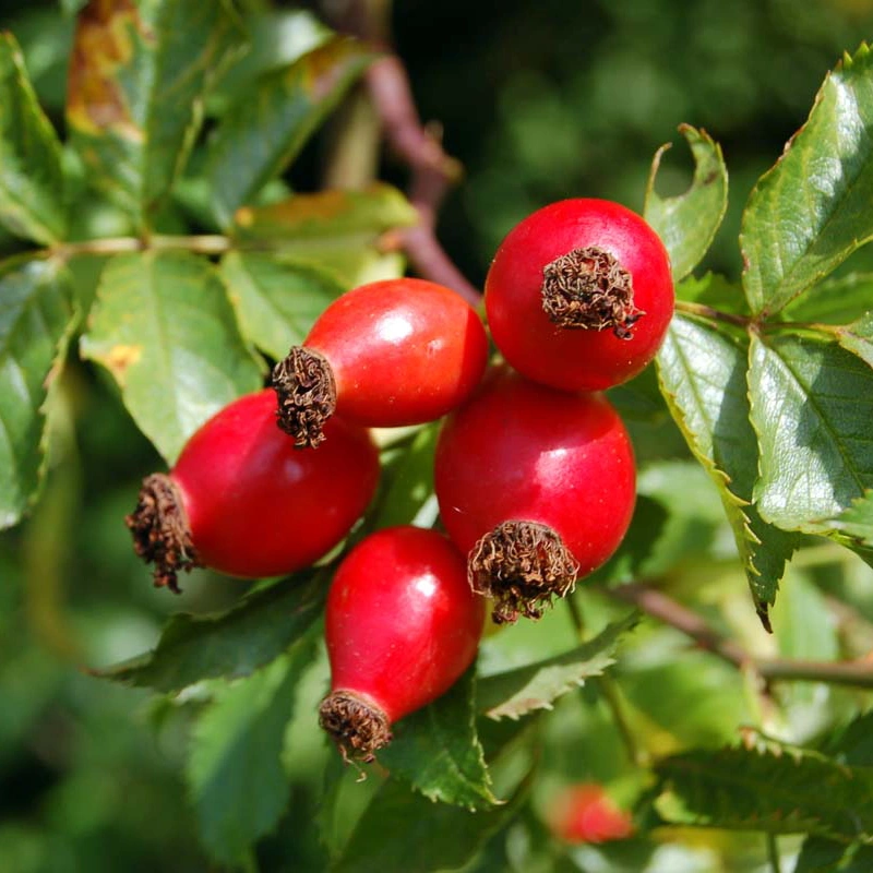 Grow-Rose-Hips-for-Great-Health-Featured