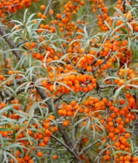 Sea Buckthorn Leaves