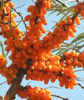 Sea Buckthorn Berry