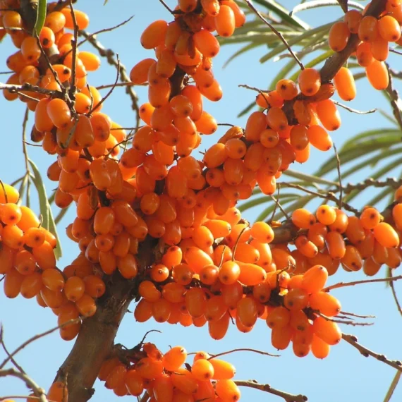 Sea Buckthorn Berry