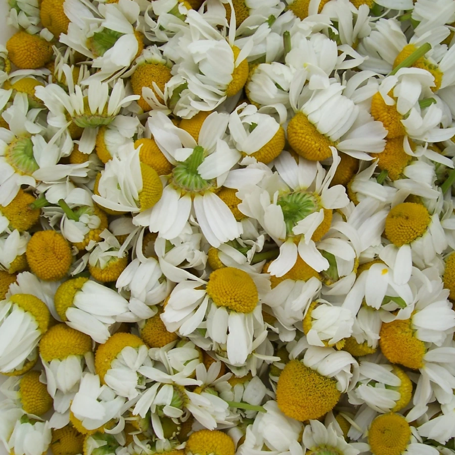 chamomile-1327674 (1)