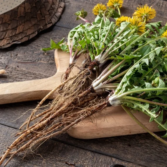 Dandelion Root