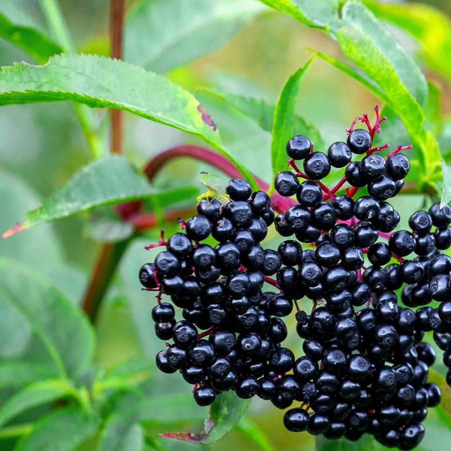 elderberries