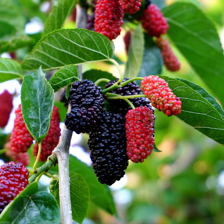 everbearingmulberry_1_900x