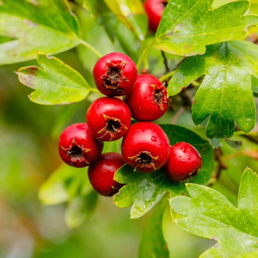 hawthorn-berry