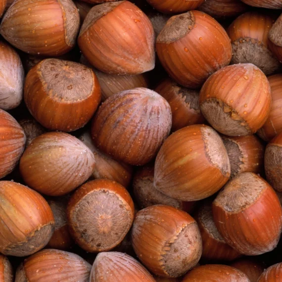 Hazelnut