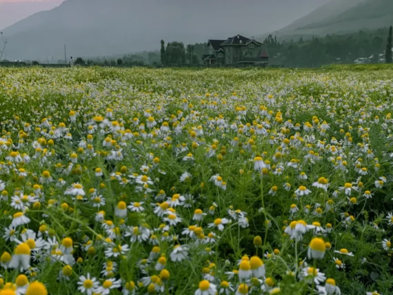 Himalayan Chamomile