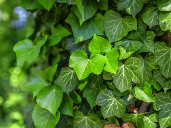 Common Ivy Leaves