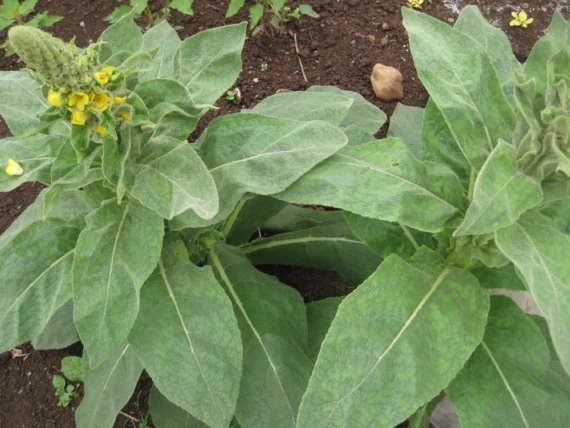 Mullein