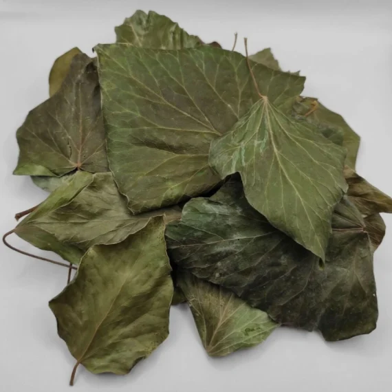 Common Ivy Leaves - Image 2
