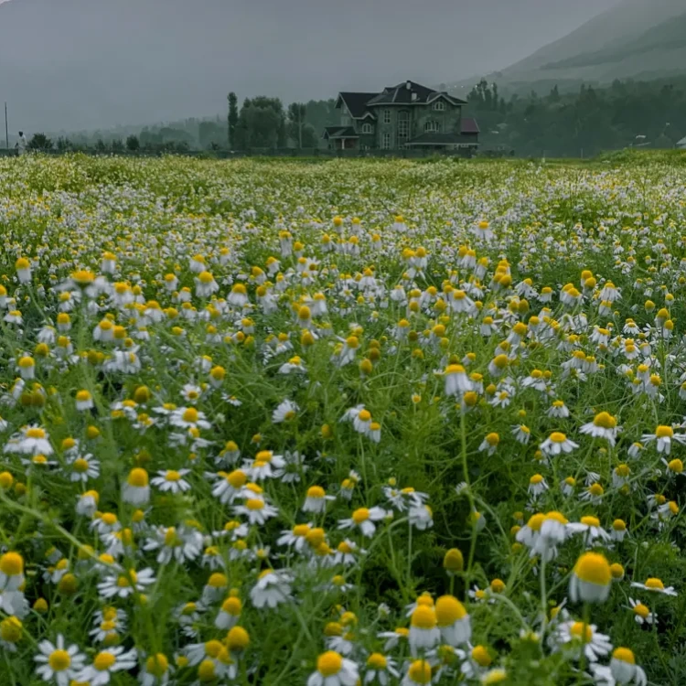 himalayanchamomile