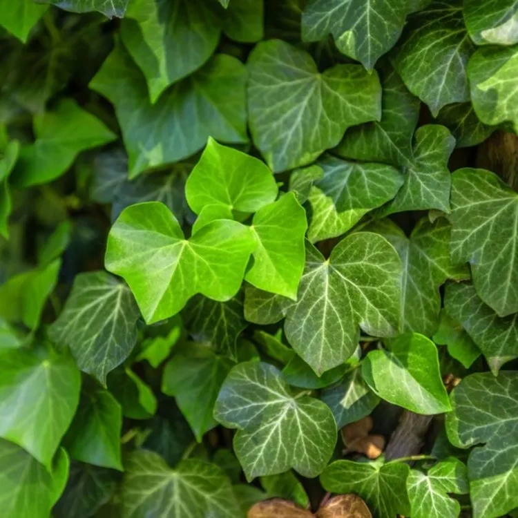 ivyleaves