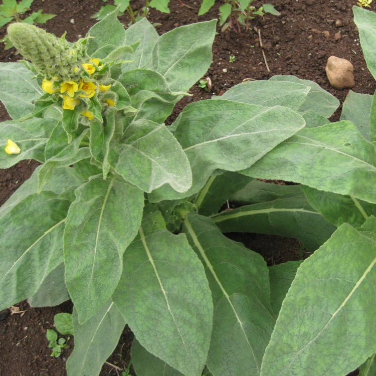 mullein