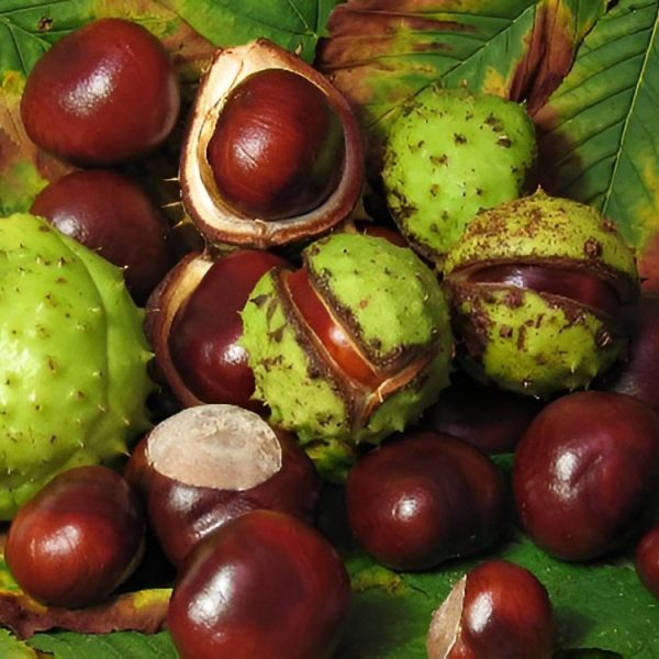 horse-chest-nut-extract